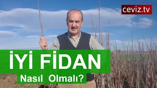 İyi #fidan nasıl olmalı? #chandler #ceviz fidanı özelinde...