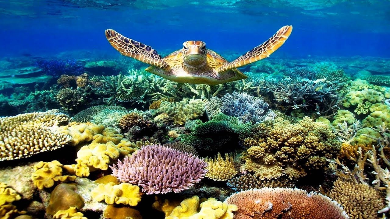 Relaxing Music Underwater Ocean Beauty Stress Relief Anxiety