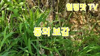 약이 되는 산야초 ㅣ4편  원추리의 효능과 사용법 ㅣ김시한 원장#김시한 #마음 #산야초 #건강 #자연#힐링#암 #대장암#굿짹월드