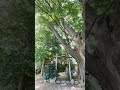 弥彦神社境外末社上諏訪神社　 弥彦神社 上諏訪神社 彩いろどり旅 新潟旅行 開運 パワースポット 弥彦温泉 shorts