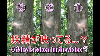 妖精（精霊）が映ってる？ （1:50 辺りに現れます）A fairy is taken in the video？