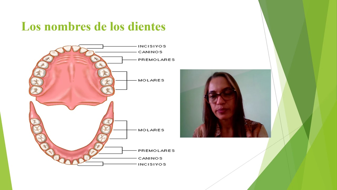 Nombres Y Números De Los Dientes. - YouTube