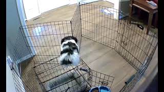Smart Dog Escapes Cage Brilliantly - 1319722