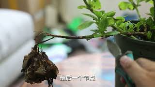 绣球花怎么修剪？园艺师教你，绣球花的实操修剪技巧