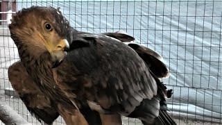 Кормление хищных птиц. Какие они все красавцы! Feeding the birds of prey What are they all handsome!