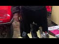 Honda helix exhaust gasket install