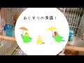 budgerigar health check