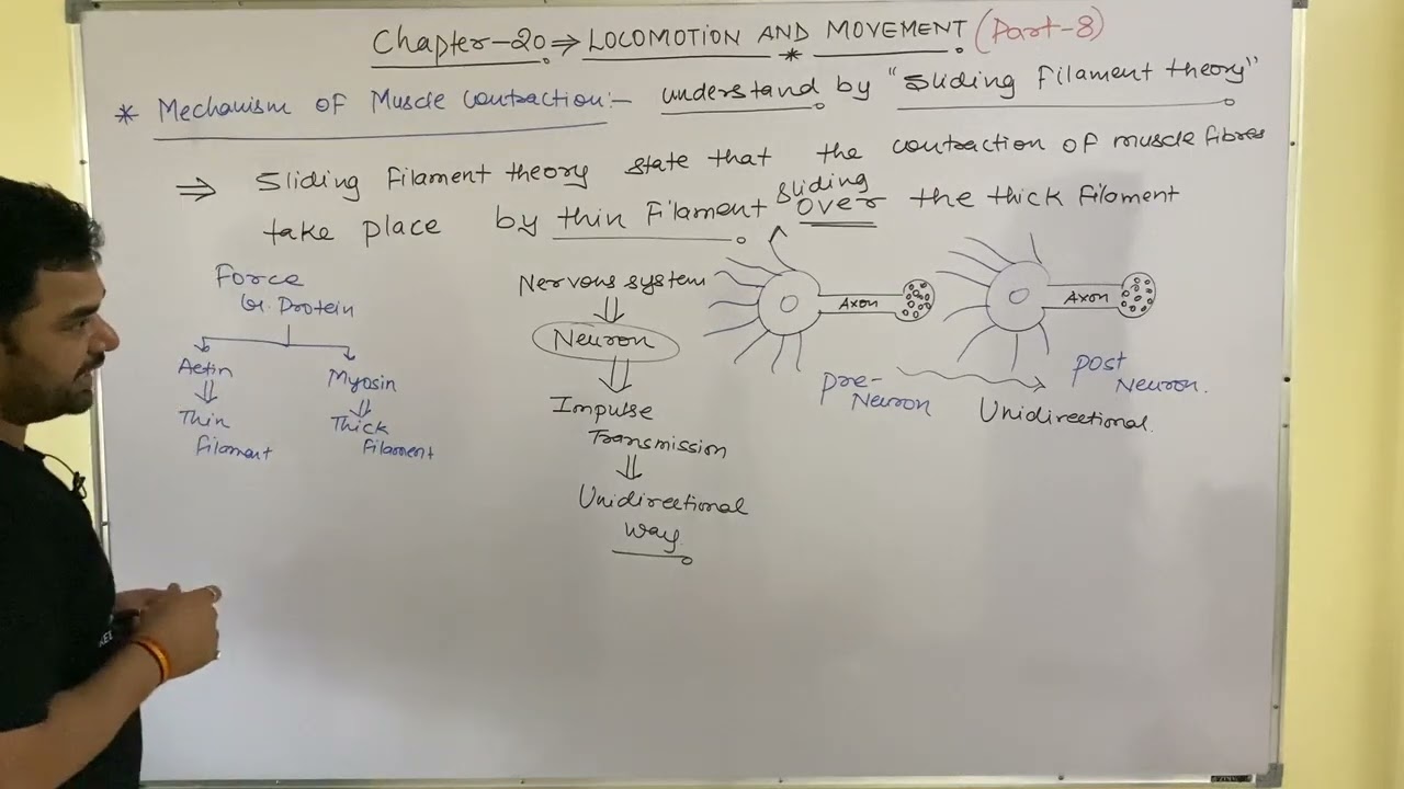 Mechanism Of Muscle Contraction| Part-8 |NEET NTA 2024|CBSE|NCERT ...