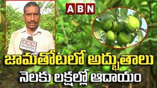 జామతోటలో అద్భుతాలు- నెలకు లక్షల్లో ఆదాయం || Guava Cultivation Techniques || ABN ERUVAKA