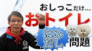 【犬のしつけ】おしっこがトイレからはみ出す【悩み相談ライブ切り抜き】