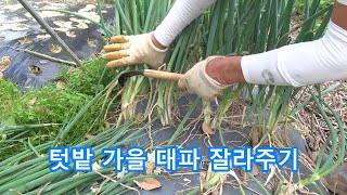 습한 가을날씨 가을대파 이렇게 해보세요