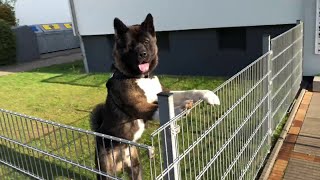 Buck -American Akita- Clever Boy