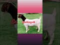 gred boergoats #viral #shorts #goat #kambing #animals #boergoats