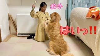 普段は格下の娘なのに立場逆転する瞬間がこちら【ゴールデンレトリバーとミニチュアダックスフンド】