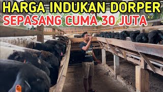 HARGA INDUKAN DORPER FULLBLOOD GRATIS 2 BETINA TEXEL HANYA 30 JUTAAN