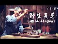 大自然最神奇的馈赠——野生灵芝【本草中国The tale of Chinese medicine】