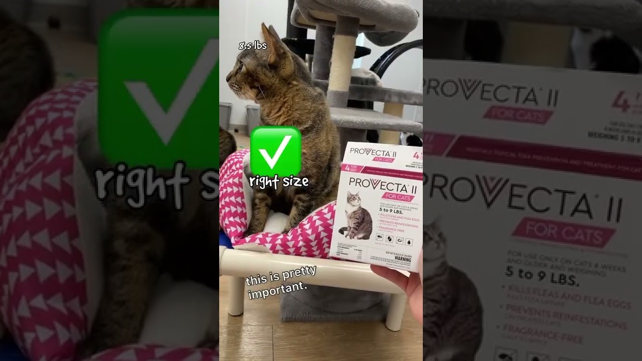 Unleash Ultimate Pet Wellness With These Four Essential Tips For A