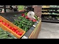 woolworths సూపర్ మార్కెట్ లో కహానీ part 1 australialomanodu sydney teluguvlogs