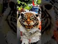 kerren macan loreng singo raung salto