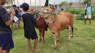 Akhirnya sang jawara 5 kali uji kecepatan di lapangan Ketapang