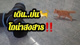 เดินไป..บ่นไป..เมื่อไหร่จะถึงพี่ๆ@cats_home @stray_cats