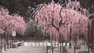 結城神社しだれ梅 2016