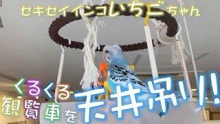 【セキセイインコ】くるくる観覧車を天井吊り設置すると