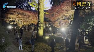 幻想的な光景広がる　大興善寺（基山町）、4年ぶりのライトアップ（2023年11月25日）