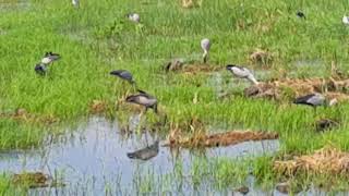 ดูนก Birding นกปากห่าง ดูนกปากห่าง ชมนกปากห่างทุ่งนาลาดกระบัง หลังเคหะร่มเกล้า กทม.