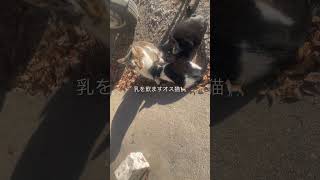 母性本能全開のオス♂🐈