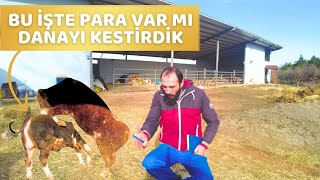 BU İŞTE PARA VAR MI / Danayı Kestirdik / Kırsal Yaşam