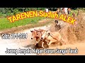 Pacu Jawi (cow race) Jorong Ampalu Nagari Gurun Kec.Sungai Tarab TARENEN  Sabtu, 10 Agustus 20244