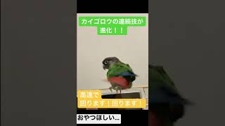 おやつが欲しいと回るスピードが速くなるウロコインコのカイゴロウ