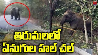 తిరుమలలో ఏనుగుల హల్ చల్ | Wild Elephants Roaming Near Parveta Mandapam, Tirumala | T News