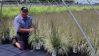 Schizachryium Chameleon (Little Bluestem) / Magnificent, Highly Ornamental, Easy to Grow, NEW Grass😊