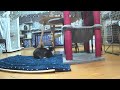 🐱ねこ部屋live ～青い鳥動物愛護会の猫部屋を大公開！～