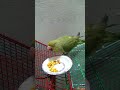 green cute parrot