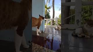 Alpha tomcat 🐈 has huge cheeks 😺 very handsome 🐾 #shorts #cats #catvideo #meow #catlover #cutecat