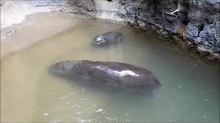 Pgymy Hippos Toronto Zoo 28 Jan 19