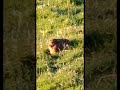 hare basking in winter sun