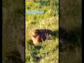 hare basking in winter sun