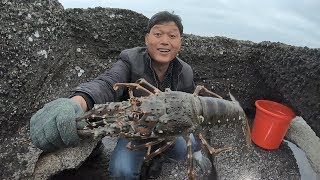 气温上升海边到处搁浅海鲜，龙虾三刀鱼通通上岸霸窝，阿阳抓爽了