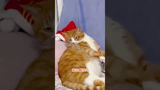 【家有猫三宝】這個家真是已經容不下我了#萌宠  #猫 #cat #pets #funny