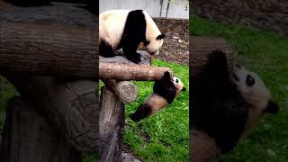 好功夫，调皮捣蛋的挖煤熊猫幼崽，操碎心的熊猫妈妈| Panda mother's love|  팬더 엄마의 사랑 #motherpanda #kungfupanda  #功夫熊猫 #熊猫幼崽