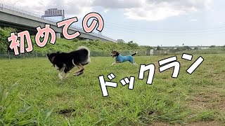 【柴犬】【ビーグル犬】【多頭飼い】初めてのドックランで気を付けていること。経験と慣れ。