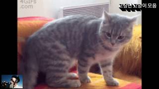 물리엔진 고장난 고양이 모음집 #고장난 고양이모음  / A broken cat #1