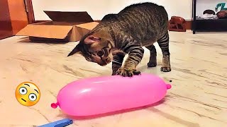 Funniest Dogs And Cats Videos 😅 - Best Funny Animals Videos 2023😇 #4