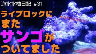 【海水水槽】 #31 追加したライブロックにまたサンゴがついてました（サワサワしたやつ）