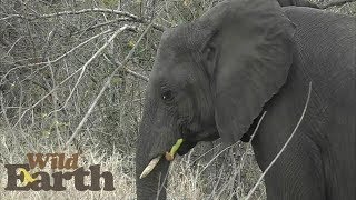 WildEarth - Sunset - 30 August 2020