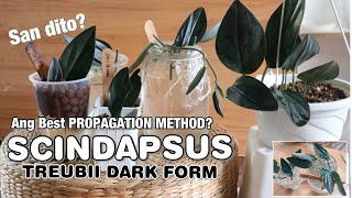 BEST PROPAGATION METHOD for SCINDAPSUS TREUBII DARK FORM | Lovekye 8